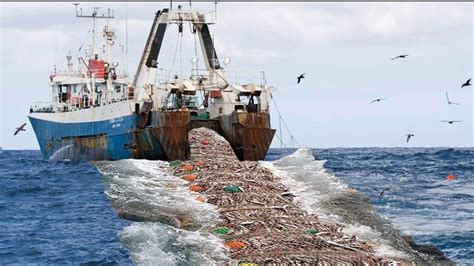 Trawling (Commercial Fishing) .